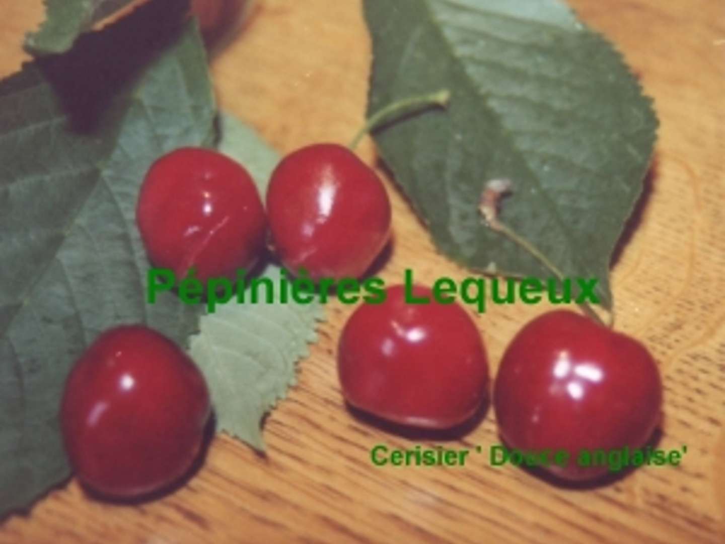 DOUCE ANGLAISE